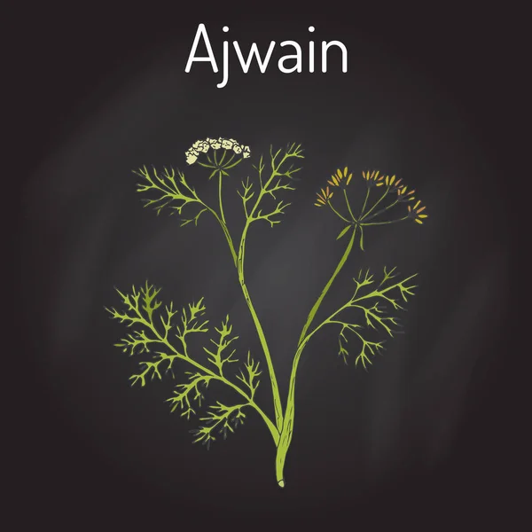 Ajwain trachyspermum ammi, or ajowan caraway, Bishop weed, carom - spice herb — стоковый вектор