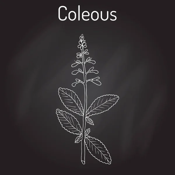 Colégio indiano Plectranthus barbatus, ou forskohlii. planta medicinal —  Vetores de Stock