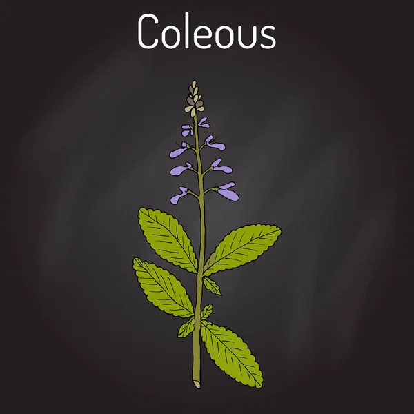 印度彩叶香茶菜 barbatus 或喉鞘蕊花。药用植物 — 图库矢量图片