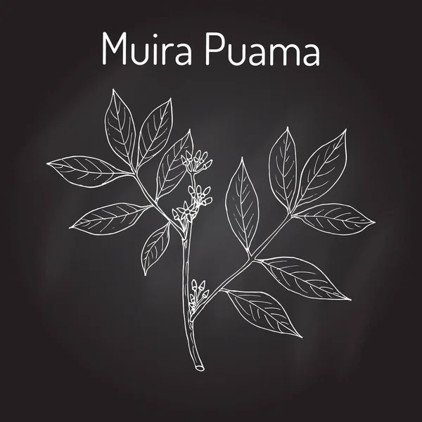 Muira Puama Ptychopetalum olacoides, o Potency wood, planta medicinal — Vector de stock