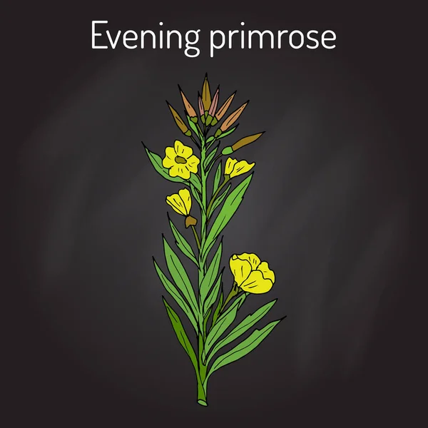 Evening primrose Oenothera biennis , or suncups, sundrops, ornamental and medicinal plant Royalty Free Stock Vectors