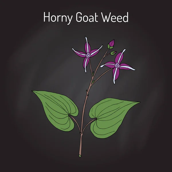 Horny Goat Weed Epimedium sagittatum , medicinal plant - Stock Illustration...