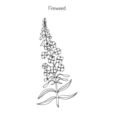 Fireweed. Chamerion angustifolium