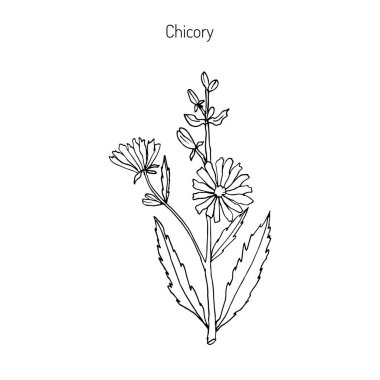 Hindiba Cichorium Intybus