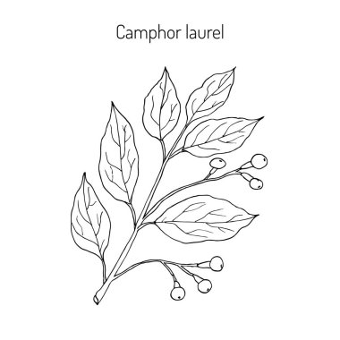Camphor tree, medicinal plant clipart