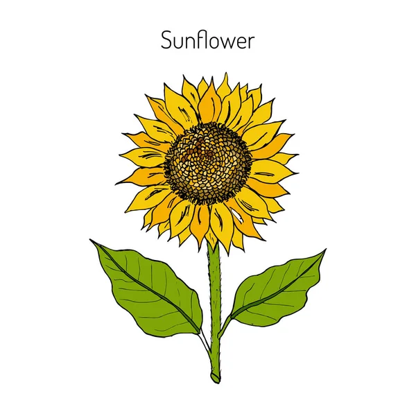 Girasol. Ilustración vectorial — Vector de stock