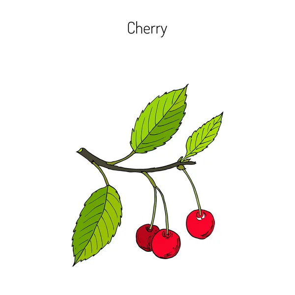 Cherry branch with cherries and leaves — Stock Vector