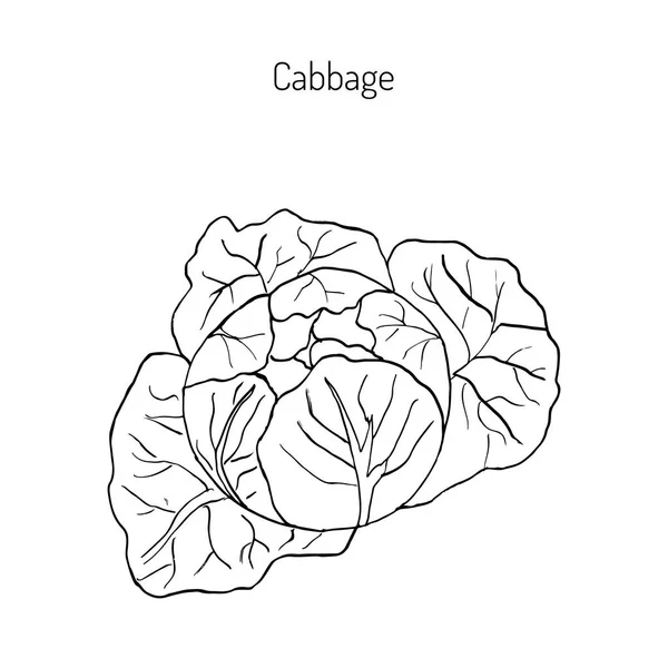 Chou - plante de jardin — Image vectorielle