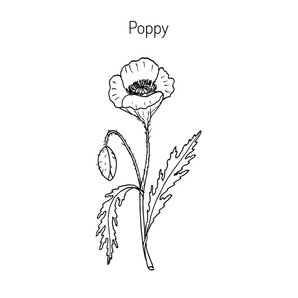 Amapola de opio o papaver somniferum — Archivo Imágenes Vectoriales