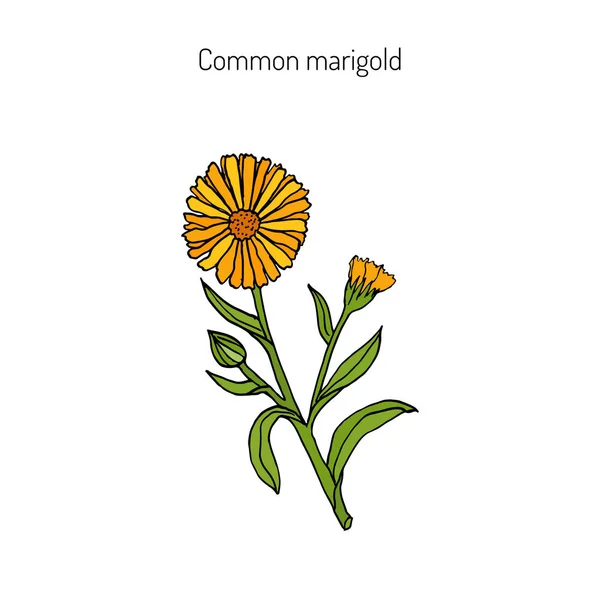 Planta medicinal Calendula officinalis — Archivo Imágenes Vectoriales