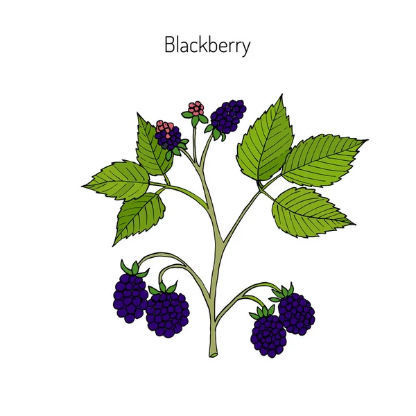 Ručně tažené botanická ilustrace — Stockový vektor