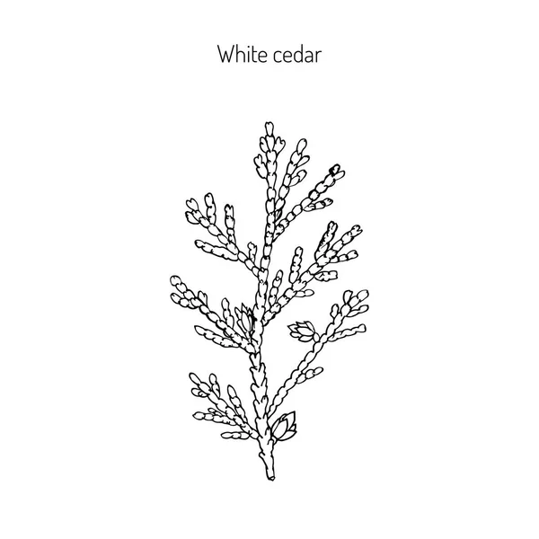 White cedar branch — Stock Vector