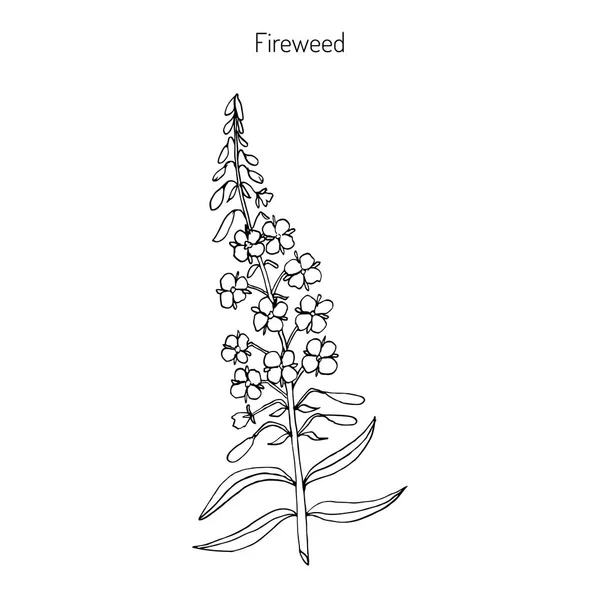 Erva. Chamerion angustifolium —  Vetores de Stock