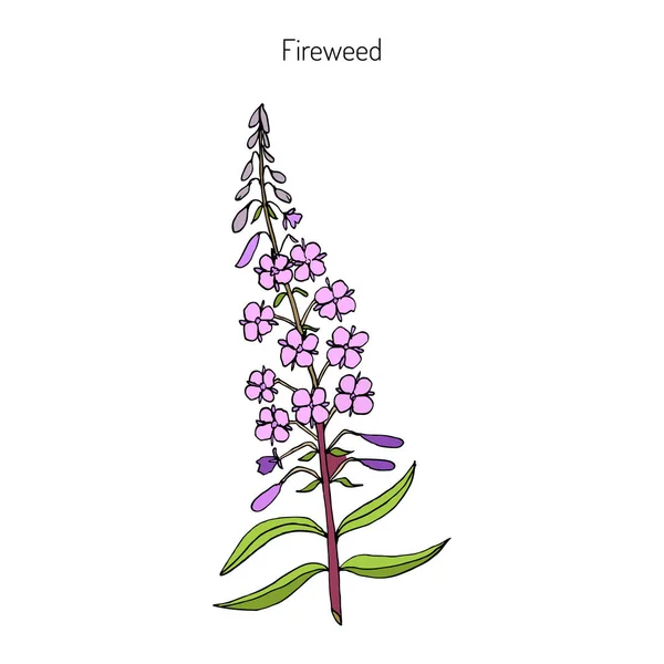 Hierba de fuego. Chamerion angustifolium — Vector de stock