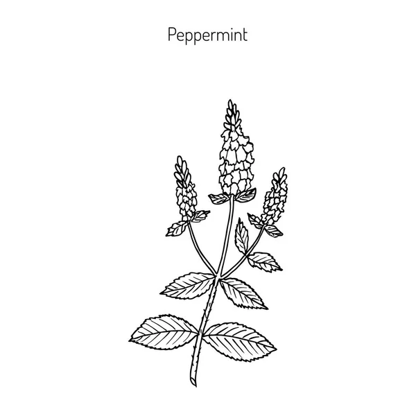 Menta piperita menta piperita con foglie e fiori — Vettoriale Stock