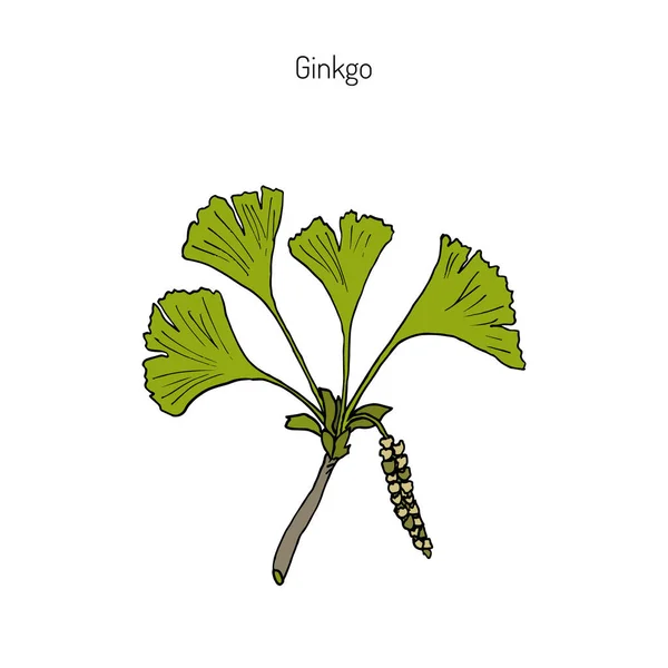 Ginkgo biloba, ginkgo of haarmos boom — Stockvector