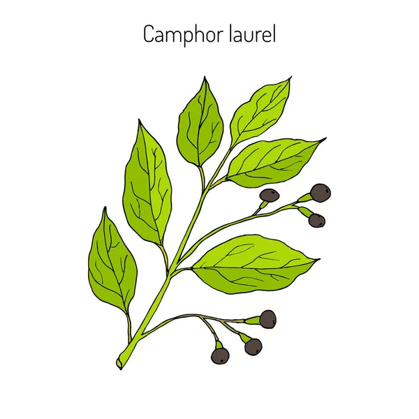 Камфора, лекарственное растение — стоковый вектор