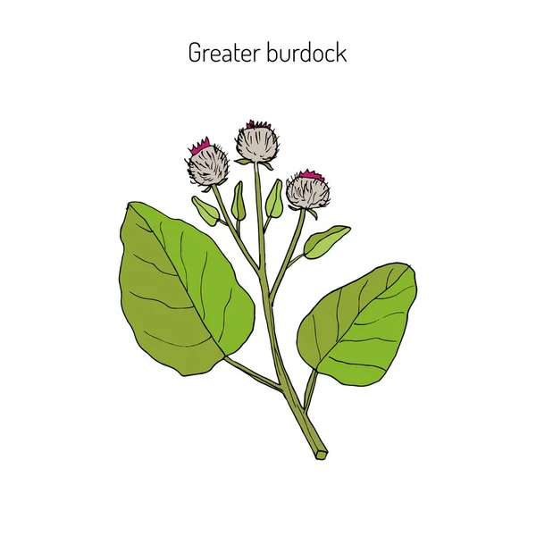 Bardana planta medicinal — Vector de stock