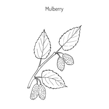 Dut morus nigra, ya da Karadut veya blackberry
