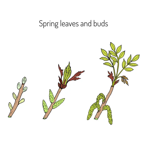 Весенние ветви с листьями и почками — стоковый вектор