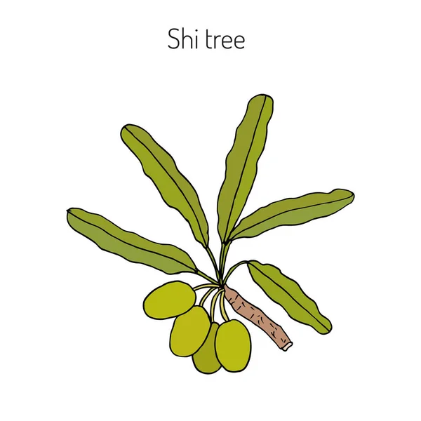 Ramo de árvore de karité —  Vetores de Stock