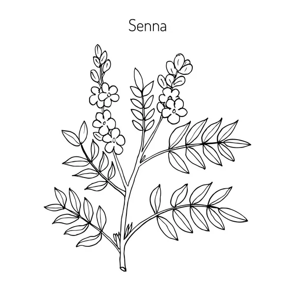 Alexandrinska senna växt — Stock vektor