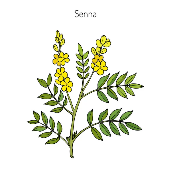 Alexandrische Senna-Pflanze — Stockvektor