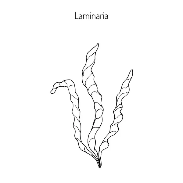 Saccharina latissima veya yosun — Stok Vektör