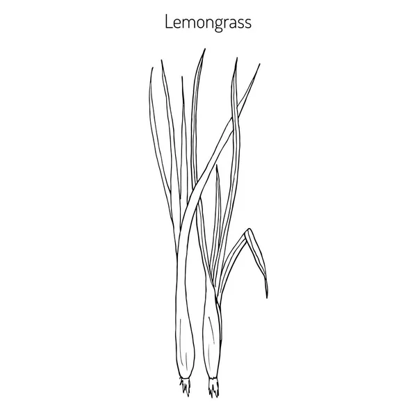 Lemongrass medicinal plant — Stock Vector