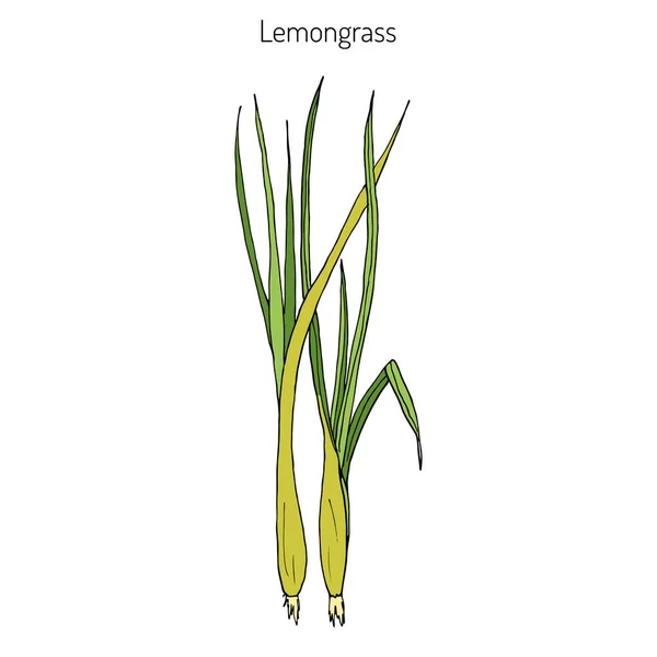 Citronella pianta medicinale — Vettoriale Stock