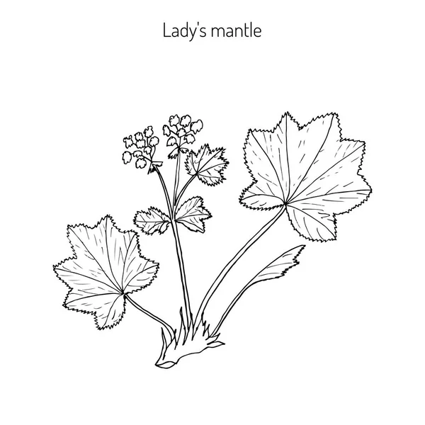 Alchemilla vulgaris, mantello signora comune — Vettoriale Stock