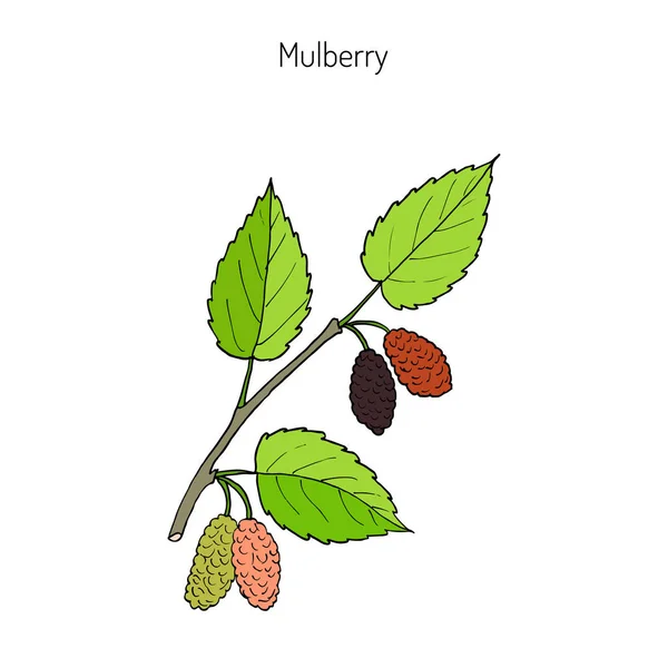 Mulberry morus nigra, ou mûrier noir — Image vectorielle