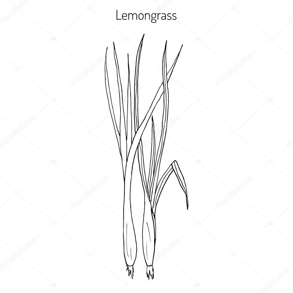 Lemongrass medicinal plant