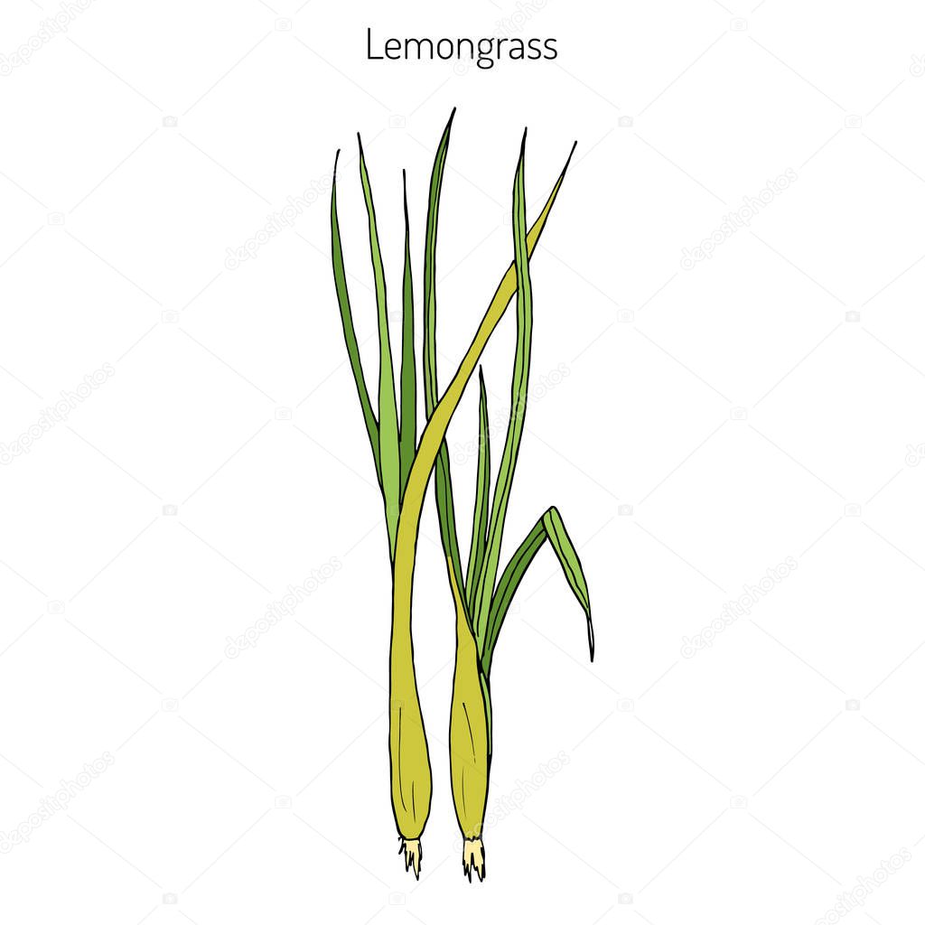 Lemongrass medicinal plant