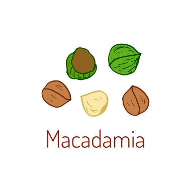 Macadamia fıstığı elle çizilmiş