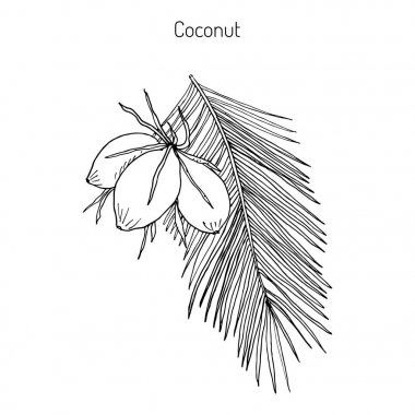 Hindistan cevizi Cocos nucifera
