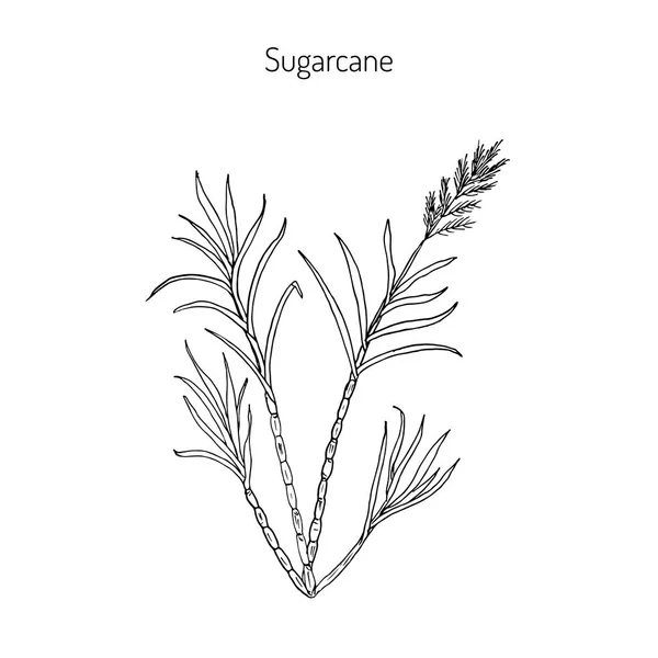 Zuckerrohr. handgezeichnete botanische Illustration — Stockvektor