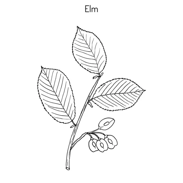 Campo Elm Illustrazione disegnata a mano — Vettoriale Stock