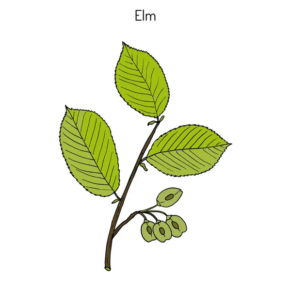 Campo Elm Ulmus minor — Vector de stock