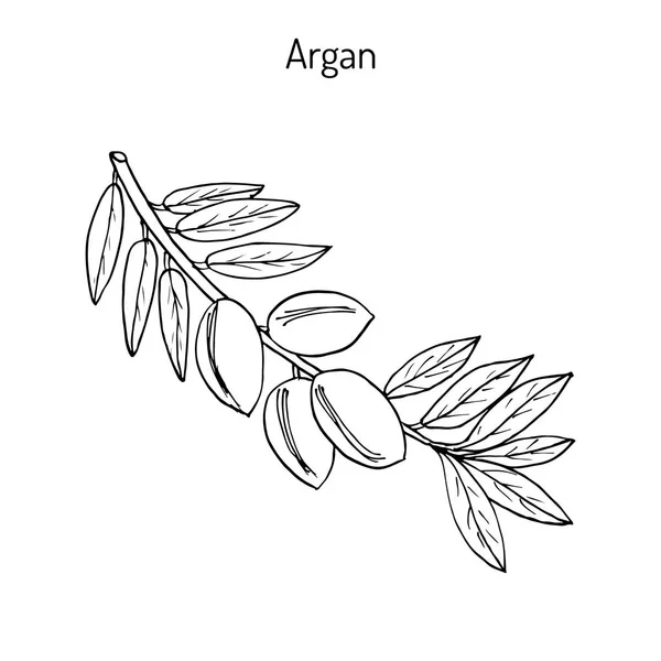 Argan, Argania spinosa — Stock Vector