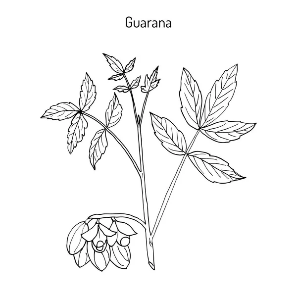 Branche de guarana avec fruits et feuilles — Image vectorielle