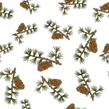 Melez (bitki) koniler ve dalları