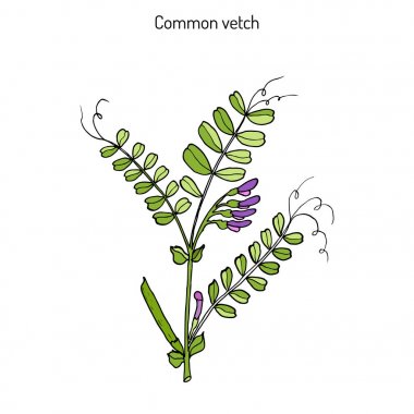 Burçak vicia sativa