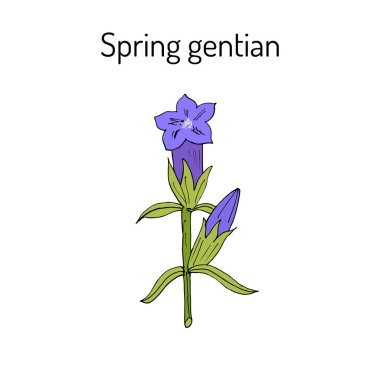 bahar Gentiana verna
