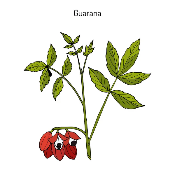 Cabang Guarana dengan buah dan daun - Stok Vektor