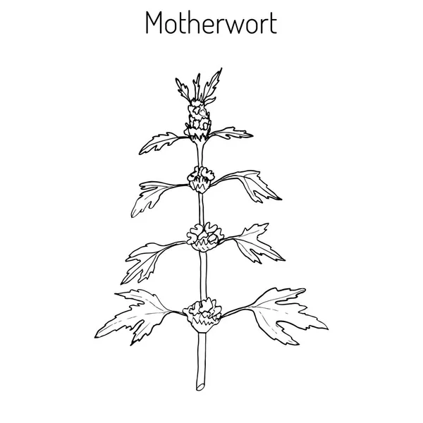 Motherwort or Leonurus cardiaca — Stok Vektör