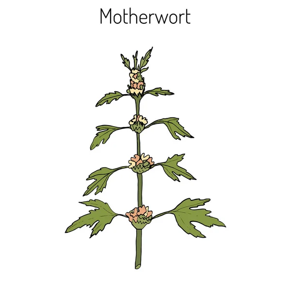 Motherwort or Leonurus cardiaca — 图库矢量图片