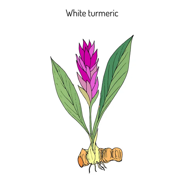 Curcuma zedoaria, zedoary, white turmeric — Stock Vector