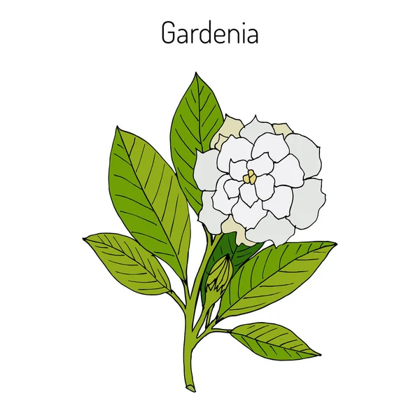 Gardenia jasminoides, gardenia — Vettoriale Stock