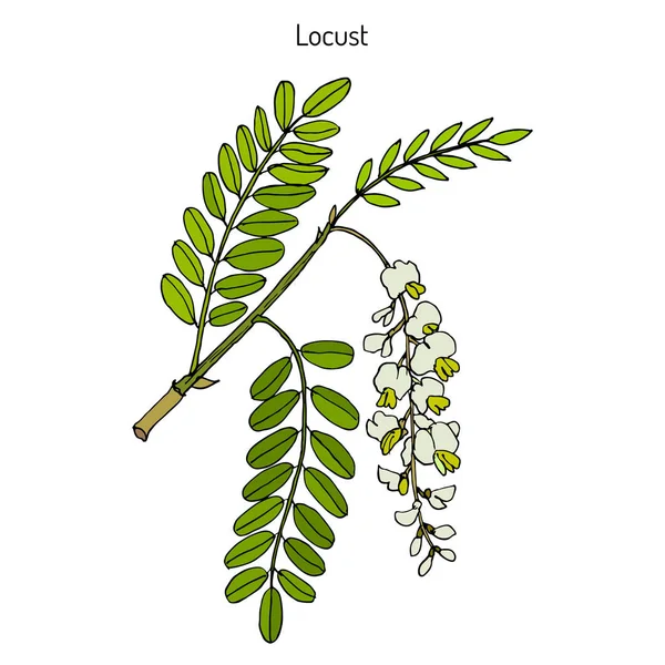 Robinia pseudoacacia veya siyah çekirge — Stok Vektör